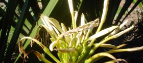 Frazzled by diongillard, on flickr