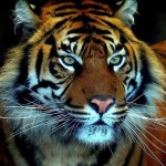 Sumatran Tiger by Brimack on Flickr