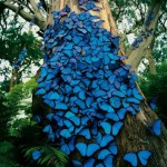 blue butterfly tree httppixdaus.comnice-tree-butterfliesitemsview26968