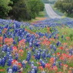 bluebonnets