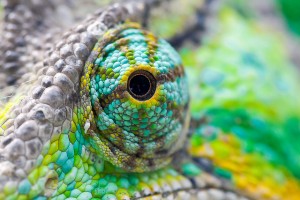 chameleon via kaibara87 on Flickr