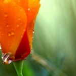 dew-on-flower-image via wallpaperpassion