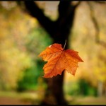 falling-leaf via femaleimagination.wordpress.com