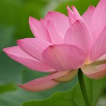 flourish by inoc via flicker