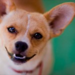 happy chihuahua happy chihuahua