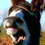 mule