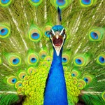 peacock-new-zealand_10933_990x742