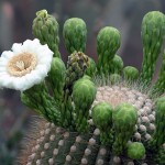 saguaro-flower via arizonaforvisitors.com